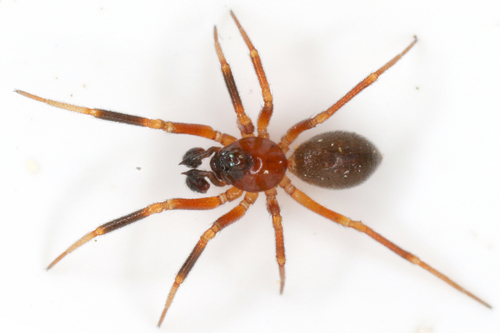 Walckenaeria atrotibialis
