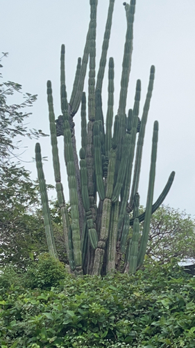 Stenocereus aragonii (F.A.C.Weber) Buxb.