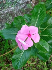 Catharanthus roseus image