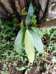 Mangifera indica image