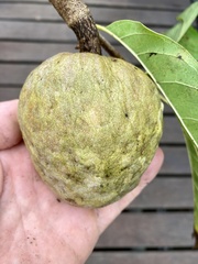 Annona reticulata image