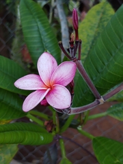 Plumeria rubra image