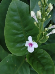 Image of Pseuderanthemum maculatum