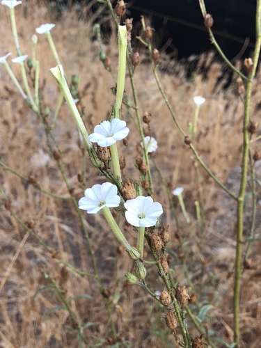Nicotiana acuminata var. multiflora