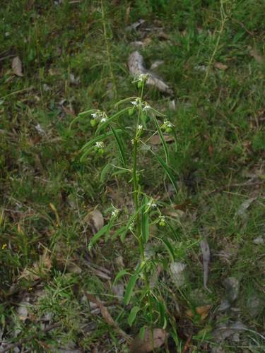 Euphorbia succedanea