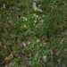 Euphorbia succedanea - Photo (c) guadalupe_cornejo_tenorio, all rights reserved, uploaded by guadalupe_cornejo_tenorio