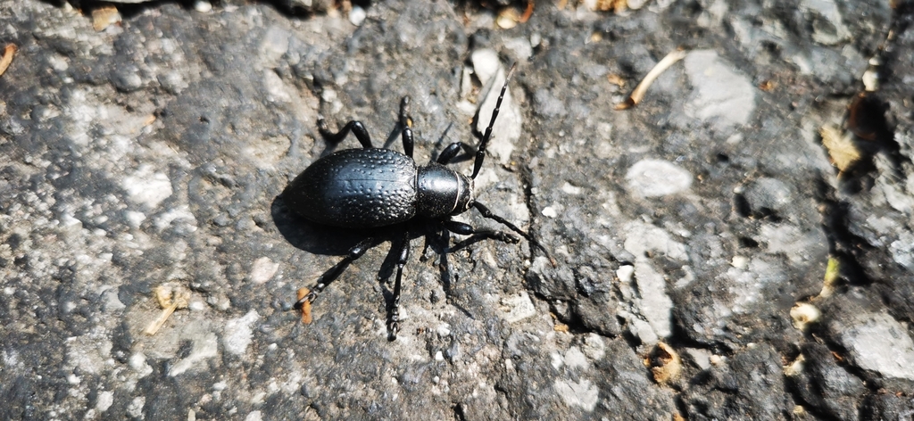 Cactus Longhorn Beetles from Ecatepec de Morelos, Méx., México on ...