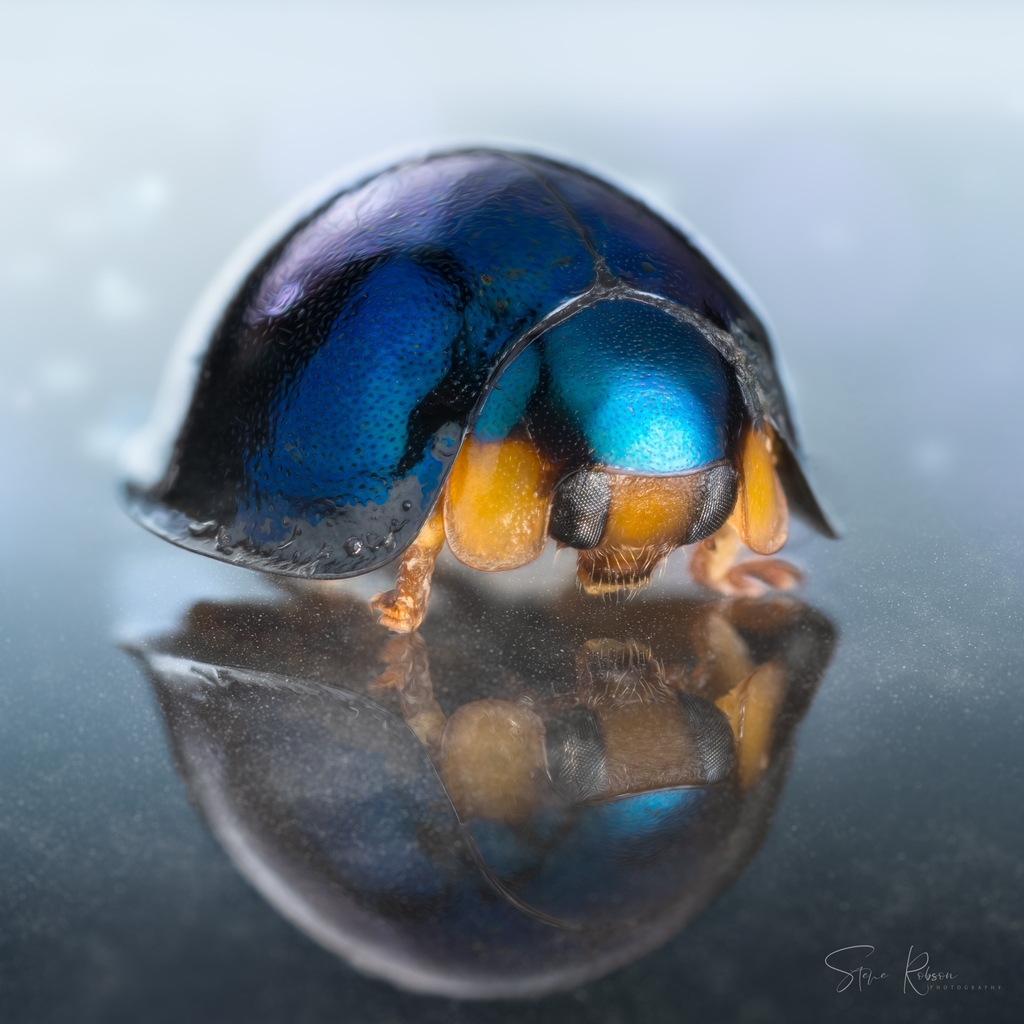 real blue ladybugs