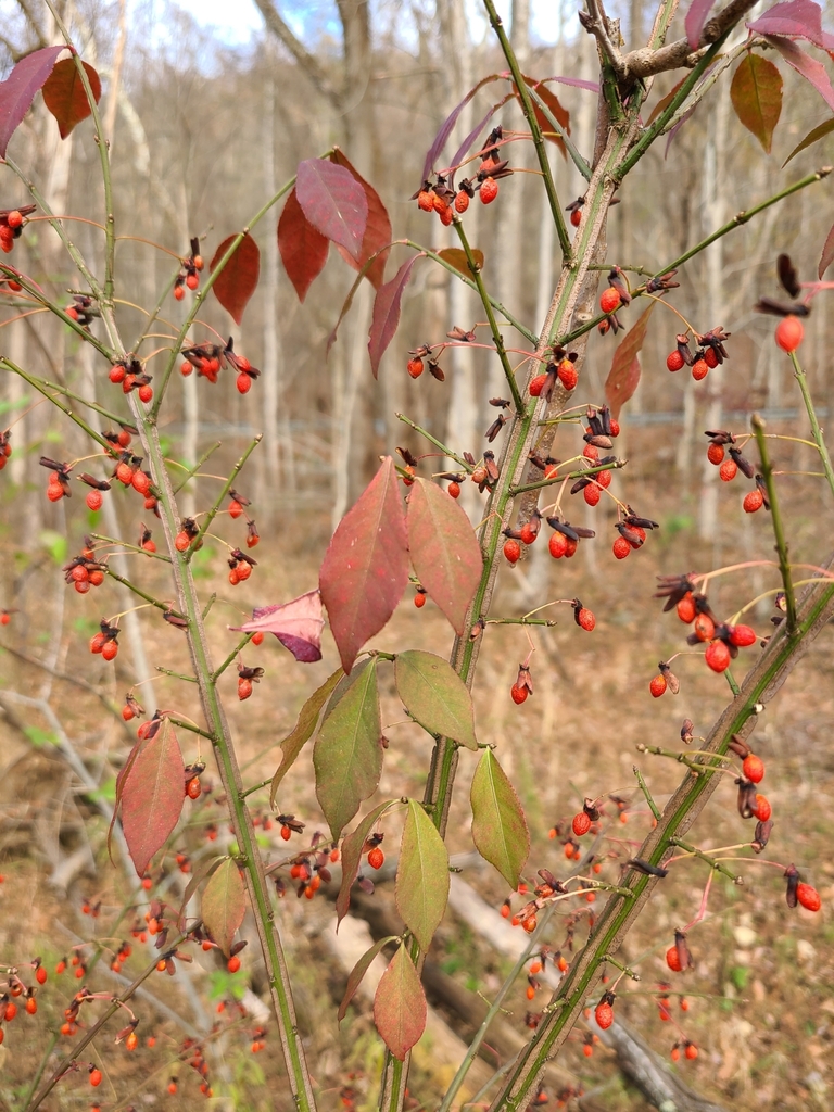 Euonymus alatus