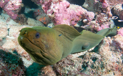 Green Moray