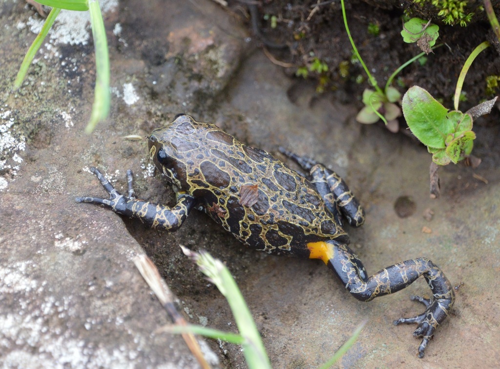 Ethiopian striped frog (Paracassina obscura)