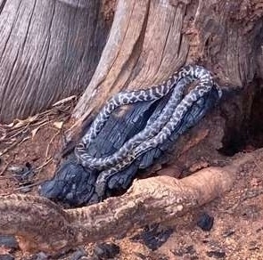 Cape York Spotted Python sighting