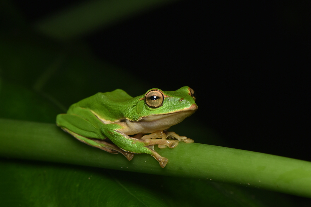 Emerald Green Tree Frog in October 2022 by ph_hsu · iNaturalist