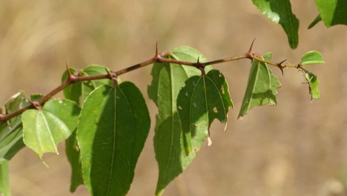 buffalo-thorn