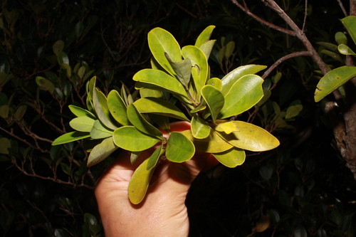 Santalum boninense