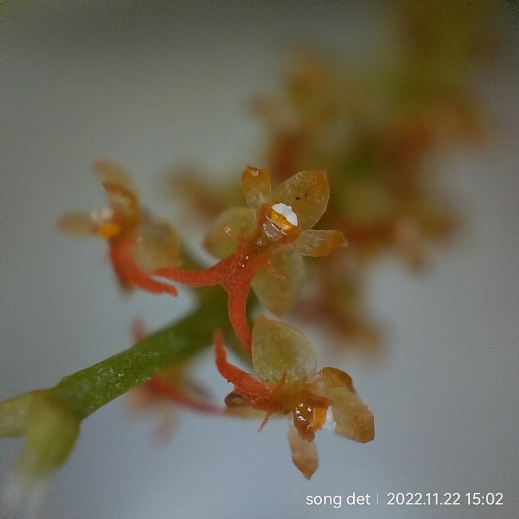 Oberonia rufilabris (Oberonia rufilabris)