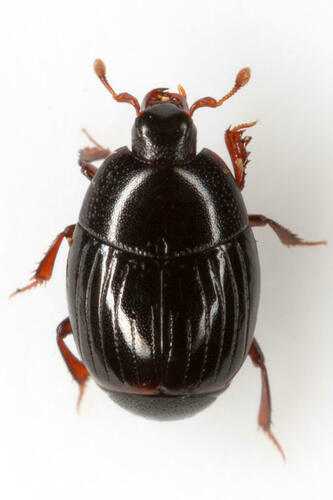 Phelister vernus