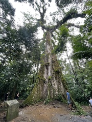 Ceiba pentandra image