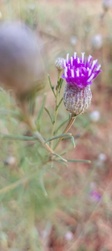 Crystallopollen serratuloides