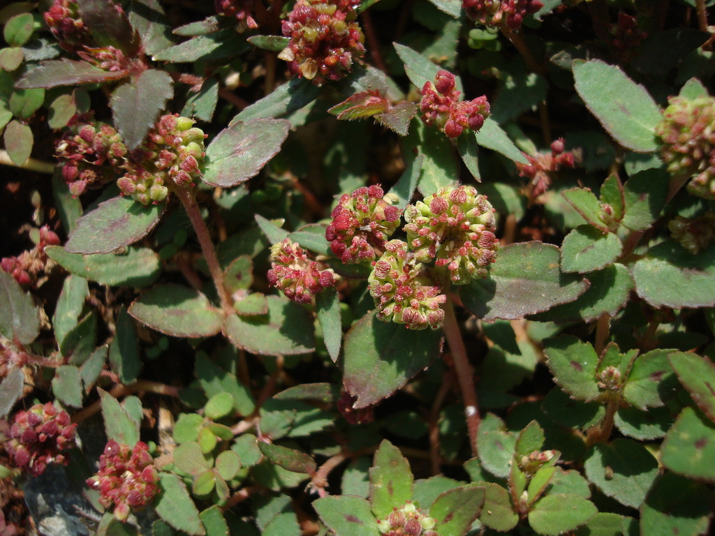 Euphorbia ophthalmica (Euphorbia ophthalmica)