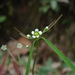 Euphorbia sphaerorhiza - Photo (c) guadalupe_cornejo_tenorio, all rights reserved, uploaded by guadalupe_cornejo_tenorio
