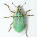 Blue-Green Citrus Root Weevil - Photo (c) Chris Rorabaugh, all rights reserved, uploaded by Chris Rorabaugh