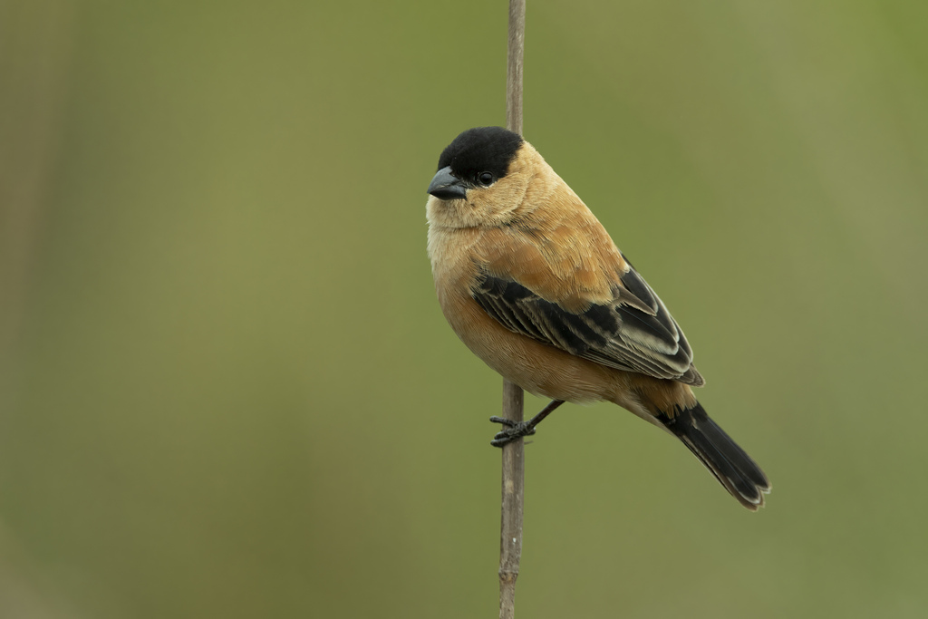 Copper Seedeater photo