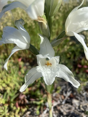 Chloraea crispa