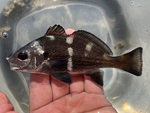 Black Croaker