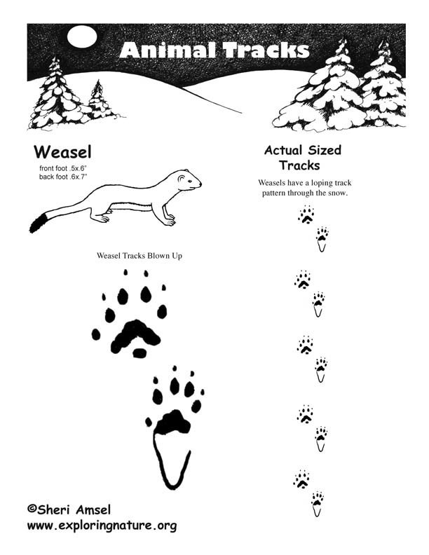 Download Long-tailed Weasel (Utah Mammals) · iNaturalist