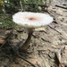 Leucoagaricus - Photo (c) neilct11, all rights reserved