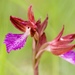 Pink-butterfly Orchid - Photo (c) olicannes, all rights reserved