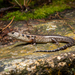 Blotched Forest Skink - Photo (c) Roy Kittrell, all rights reserved, uploaded by Roy Kittrell