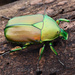 Japanese Drone Beetle - Photo (c) 豆豆, all rights reserved, uploaded by 豆豆