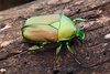 Japanese Drone Beetle - Photo (c) 豆豆, all rights reserved, uploaded by 豆豆