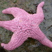Giant Pink Sea Star - Photo (c) j-stauffer, all rights reserved, uploaded by j-stauffer