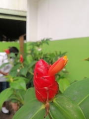 Costus woodsonii image