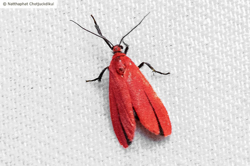 Miltochrista erubescens