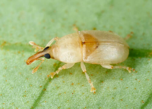 Notolomus basalis LeConte, 1876