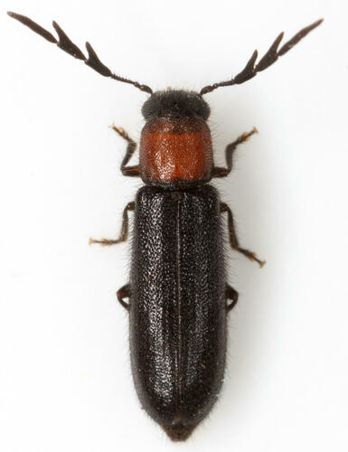 Neorthopleura thoracica (Say, 1823)