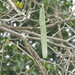 Handroanthus riodocensis - Photo (c) Jonacir Souza, todos los derechos reservados, subido por Jonacir Souza