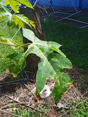 Carica papaya image