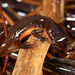 Striped Newt - Photo (c) captainjack0000, all rights reserved, uploaded by captainjack0000