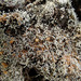 Loxosporopsis corallifera - Photo 由 110367164600474964103 所上傳的 (c) 110367164600474964103，保留所有權利
