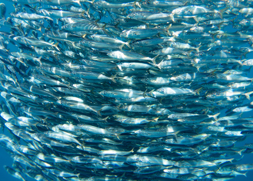 Pacific Chub Mackerel