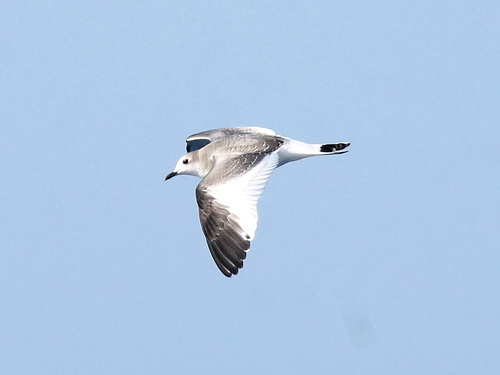Sabine's Gull