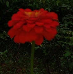 Zinnia violacea image