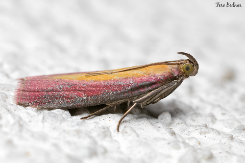 Oncocera semirubella