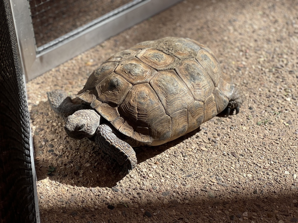 Sonoran Desert Tortoise from Tohono Chul Park, Tucson, AZ, US on ...