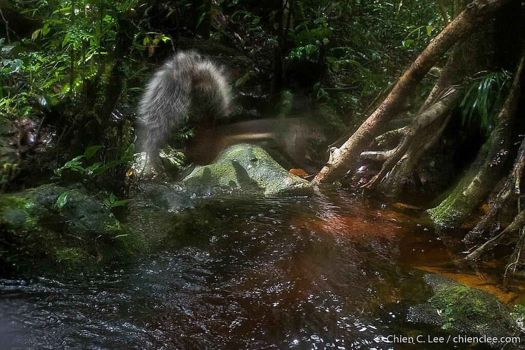 Tufted Ground Squirrel in August 2022 by Chien Lee. Sadly, too fast for